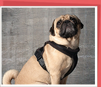 宠物犬常见的四种寄 生虫病