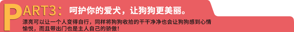 呵护你的爱犬，让狗狗更美丽