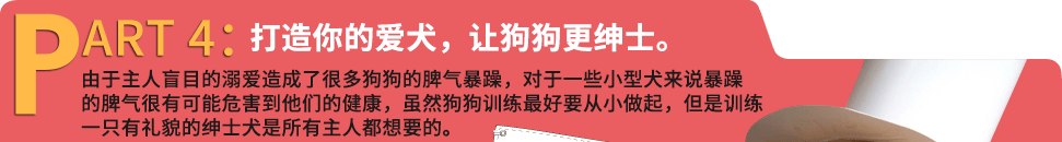 打造你的爱犬，让狗狗更绅士