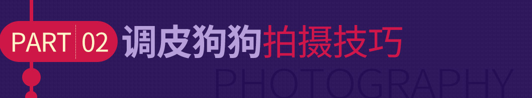 调皮狗狗拍摄技巧