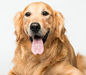 冬季为爱犬洗澡有窍门