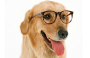 幼犬及老年犬冬季特别呵护